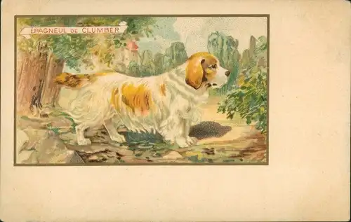 Ak Clumber Spaniel