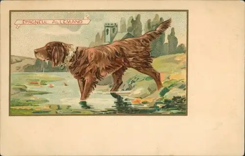 Ak Deutscher Spaniel