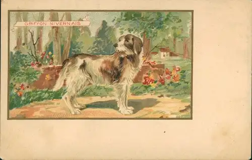 Ak Griffon Nivernais