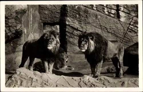 Ak Hamburg Eimsbüttel Stellingen, Carl Hagenbecks Tierpark, Berberlöwen in der Löwenschlucht