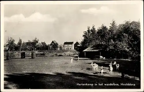 Ak Hoofddorp Haarlemmermeer Nordholland Niederlande, Hirschlager im Wanderwald