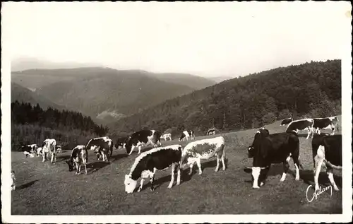 Ak Bruche Bas Rhin, Weide im Bruche-Tal