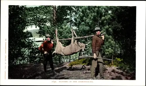 AK New York State USA, Jagd in den Adirondack Mountains, Hirsche