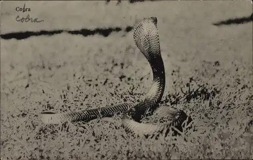 Ak Malaysia, Schlange, Kobra