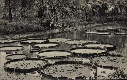 Ak Malaysia, Lotusblumen, Seerosen