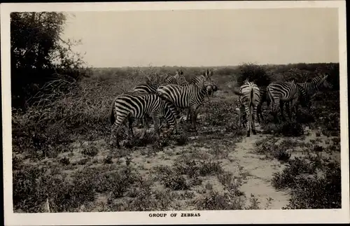 Ak Simbabwe, Zebras