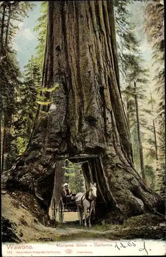 Ak Yosemite Nationalpark Kalifornien USA, Mariposa Grove, Wawona