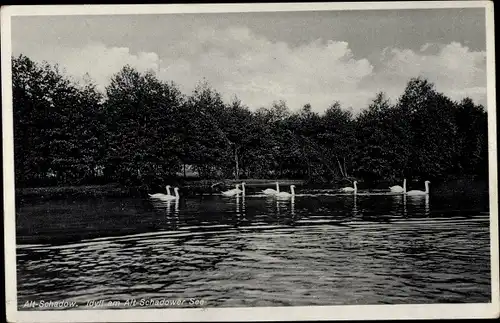 Ak Alt Schadow Märkische Heide, Gasthof zur Post, Alt Schadower See, Schwäne