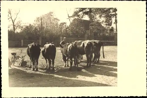 Foto Bauer, Kühe, Bauernhof, Zaun, Wohnhaus