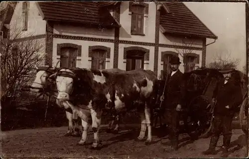 Foto Ak Zwei Männer, Kühe, Wohnhaus, Fuhrwerk