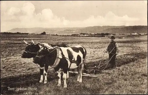 Ak Landwirtschaft, Pflug, Bauer, Ackerarbeit, Kühe