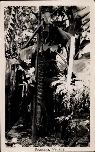 Foto Ak Penang Malaysia, Bananenpflanze