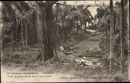 Ak Dakar, Senegal, Palmenwald am Ufer eines Flusses