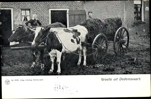 Ak Dedemsvaart Overijssel Niederlande, Rinderfuhrwerk