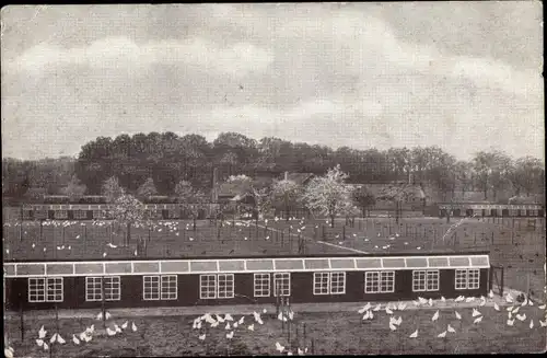 Ak Warnsveld Gelderland Niederlande, Geflügelbetrieb H. Garsen, Hühner