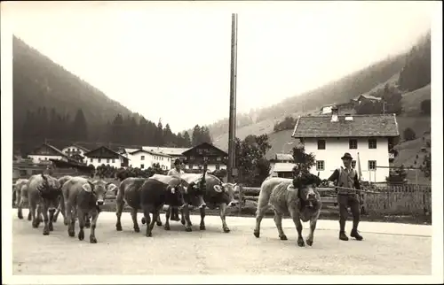 Foto Kuhherde, Straße, Bauer, Wohnhäuser, Schornstein