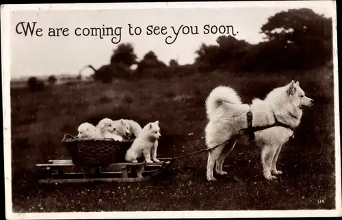 Ak Schlittenhunde, Jungtiere, Schlitten