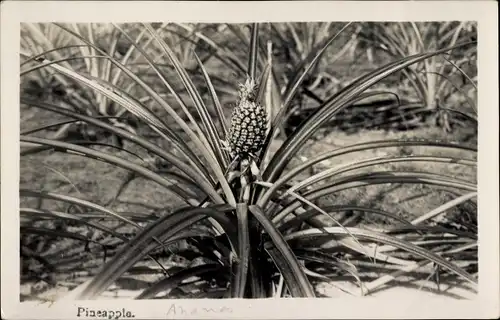 Foto Ak Malaysia, Ananas