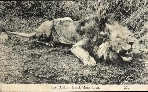 Ak Afrikanischer Löwe