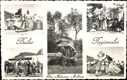 Ak Mallorca Balearen, regionale Tänze, tausendjähriger Olivenbaum