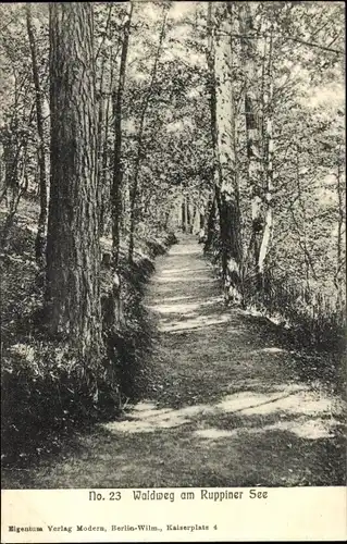 Ak Neuruppin in Brandenburg, Ruppiner See, Waldweg