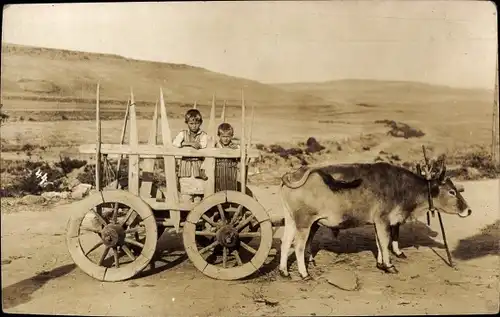Foto Ak Fuhrwerk, Kinder, Stier, Landwirtschaft