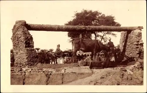 Foto Ak Kuh bei der Arbeit, Rad, Wasserschöpfung, Landwirtschaft