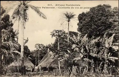 AK Westafrika, Ein Palmenhain, Palmweinpflücken