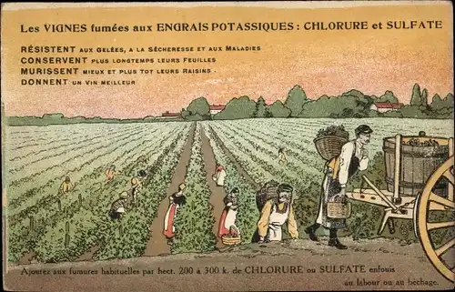 Ak Les Vignes, geräuchert mit Kalium-, Chorid- und Sulfatdüngern