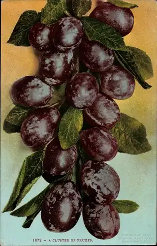 Ak USA, A Cluster of Prunes, Pflaumen