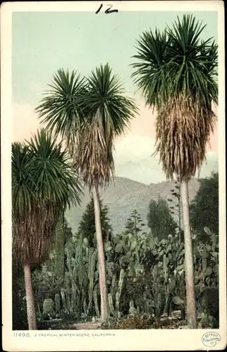 Ak Kalifornien USA, Eine tropische Winterszene