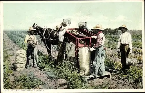 Ak USA, Kartoffelsortierer und Sacker