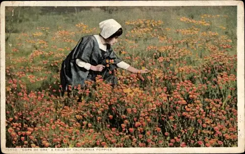 Ak Kalifornien USA, Copa de Ora, ein Feld kalifornischer Mohnblumen