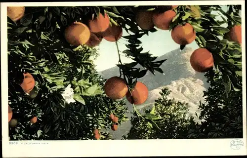 Ak Kalifornien USA, Orangen