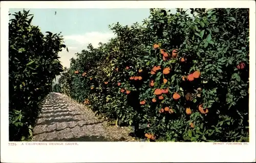 Ak Kalifornien USA, ein kalifornischer Orangenhain