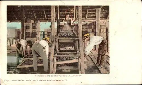 Ak California USA, ein Pflaumensortierer
