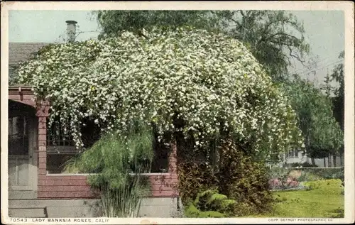 Ak Kalifornien USA, Lady Banksia Rosen