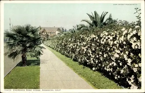 Ak Pasadena, Kalifornien, USA, Cherokee Rose Hedge