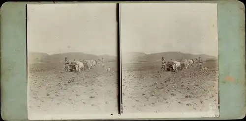 Stereo Foto Deutsch Ostafrika Tansania, Pfluggespann des Farmers A. Rohde