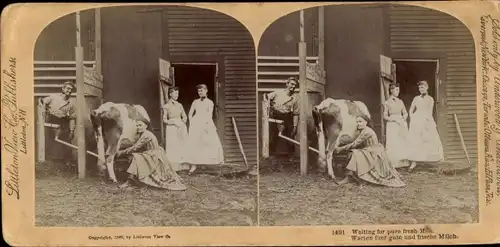 Stereo Foto Frau beim Melken einer Kuh