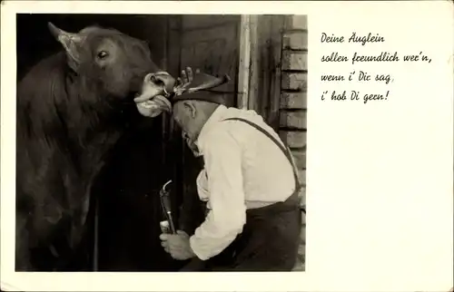 Ak Kuh leckt Mann über den Kopf