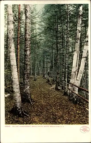 Ak White Mountains New Hampshire USA, auf dem Ammonoosuc, Bridle Path