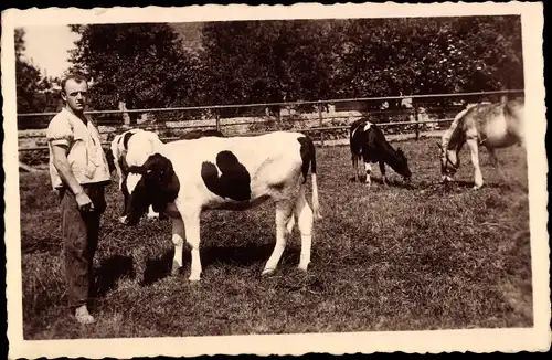 Foto Ak Kühe auf der Wiese, Bauer, Landwirtschaft