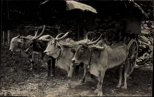 Foto Ak Malaysia, Rinderkarren, Rinder