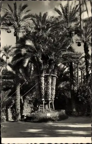 Ak Elche Valencia Spanien, The Priest's orchard, Imperial palm-tree