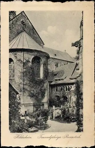 Ak Hildesheim in Niedersachsen, Tausendjähriger Rosenstock