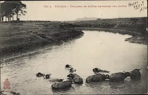 Ak Tonkin Vietnam, Büffelherde, die einen Fluss überquert