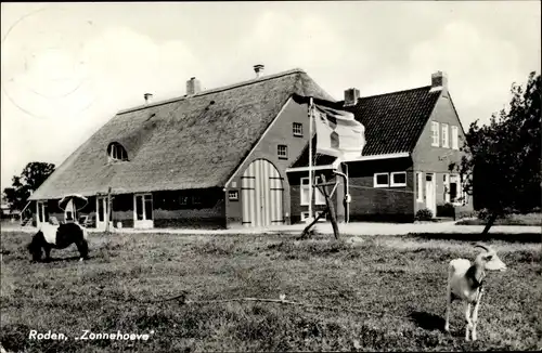 Ak Roden Drenthe Niederlande, Zonnehoeve, Ziegen, Pferd