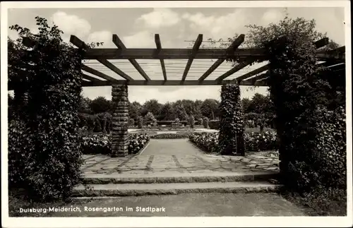 Ak Meiderich Duisburg im Ruhrgebiet, Rosengarten im Stadtpark