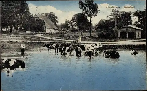 Ak Hoisdorf in Schleswig Holstein, Kühe, Wasserpartie